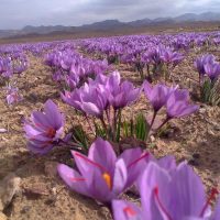 64bace647742d50162599741cc0cc4ab