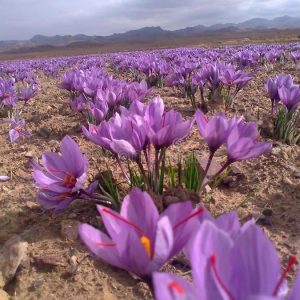 64bace647742d50162599741cc0cc4ab