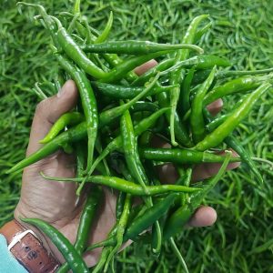 Green chilli