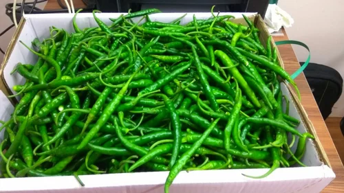 Green chilli - Image 3
