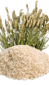 png-clipart-plantago-ovata-psyllium-husk-dietary-fiber-seed-others-food-oat-thumbnail-removebg-preview